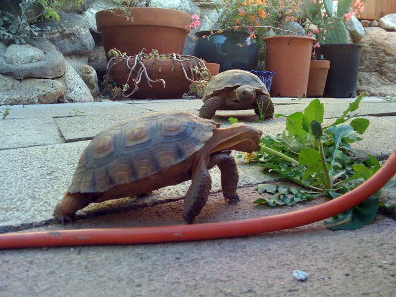 Tortoises