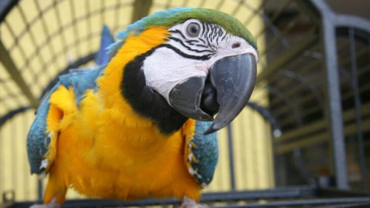 12 Pets That Live Long Lives—and 4 That Rarely Make It Past a Few Years