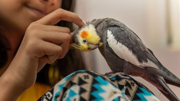 12 Pets That Love Being Close—And 4 That Don’t Understand Boundaries