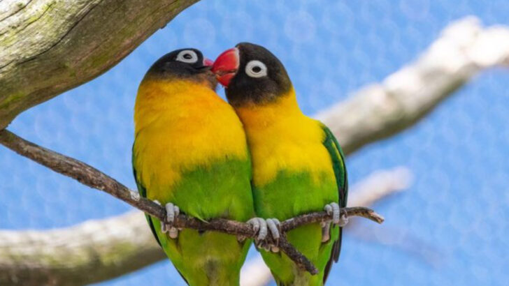 12 Rare Birds That Make Surprisingly Loving Pets