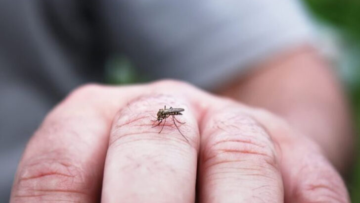 12 Reasons Mosquitoes Love You—And Why They Ignore Others
