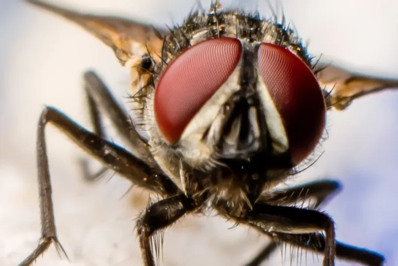 Compound Eyes Unveiled