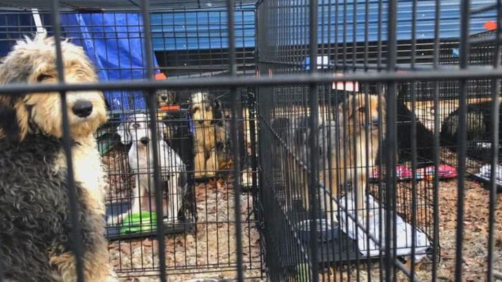 12 States With the Highest Number of Rescued Dogs Waiting for Homes