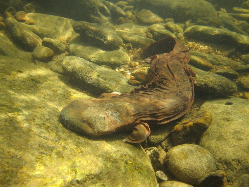 Hellbender Salamander