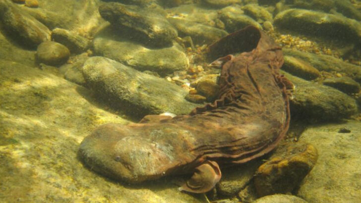 12 Strange Creatures That Live Deep in the Appalachian Mountains