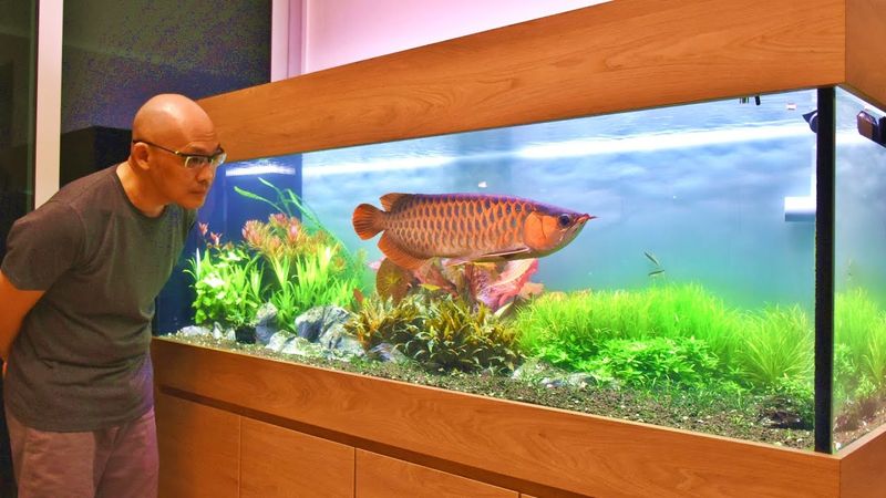 Arowana