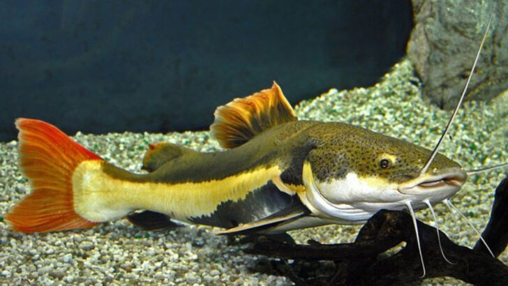 12 Striking Fish You’ll Want to Own—But Should Never Keep in a Tank