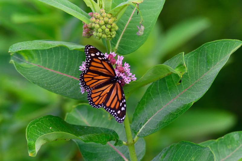 Monarch Butterfly