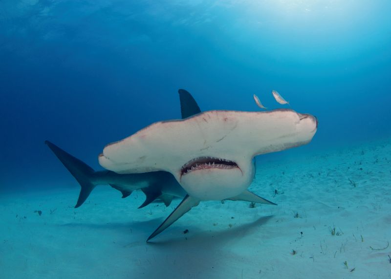 Hammerhead Shark's Unique Vision