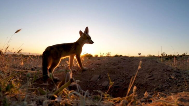 12 Unique Fox Species Across the Globe—and the Habitats They Call Home
