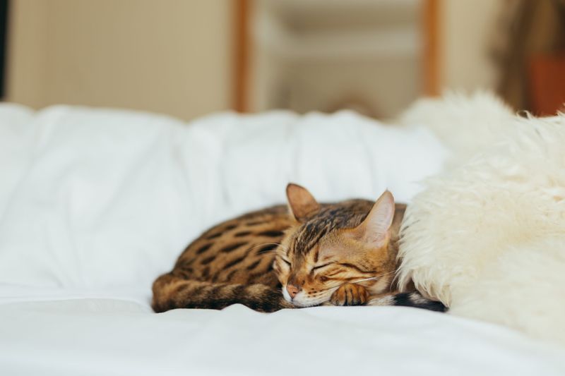Cat's Personal Space