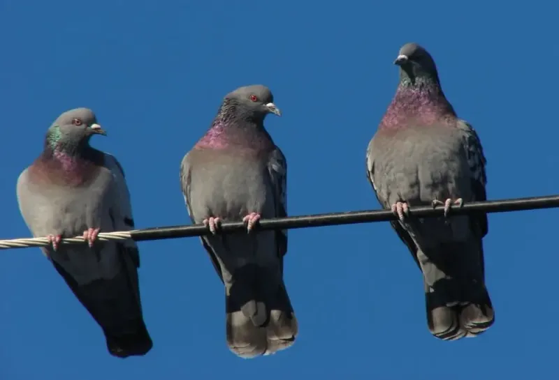 Rock Pigeon