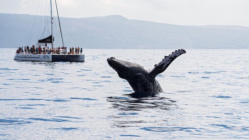 Humpback Whale