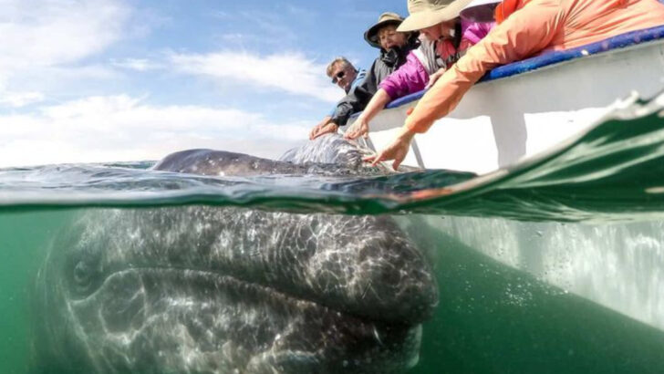 13 Amazing Marine Mammals You Can Expect to See While Whale Watching