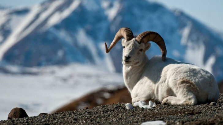 13 Animal Species That Rule Kobuk Valley’s Wilderness