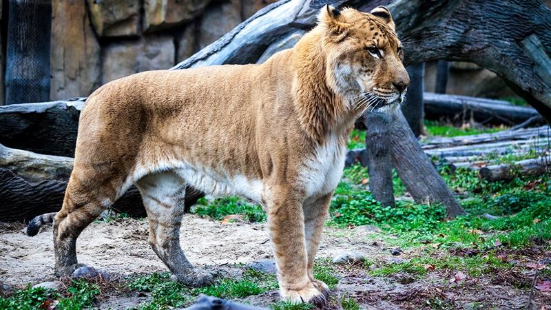 Liger