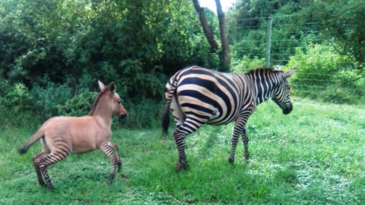 13 Animal Species That Weren’t Supposed to Meet—But Now They’re Breeding