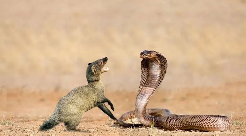 Mongoose