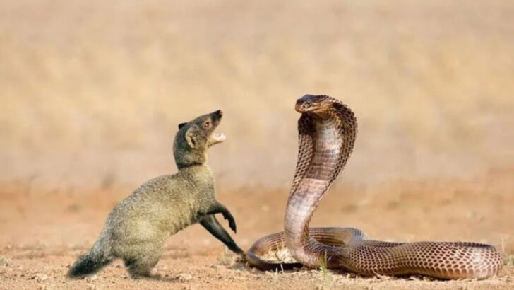 13 Animals That Are Immune to Venom—Even From Deadly Snakes