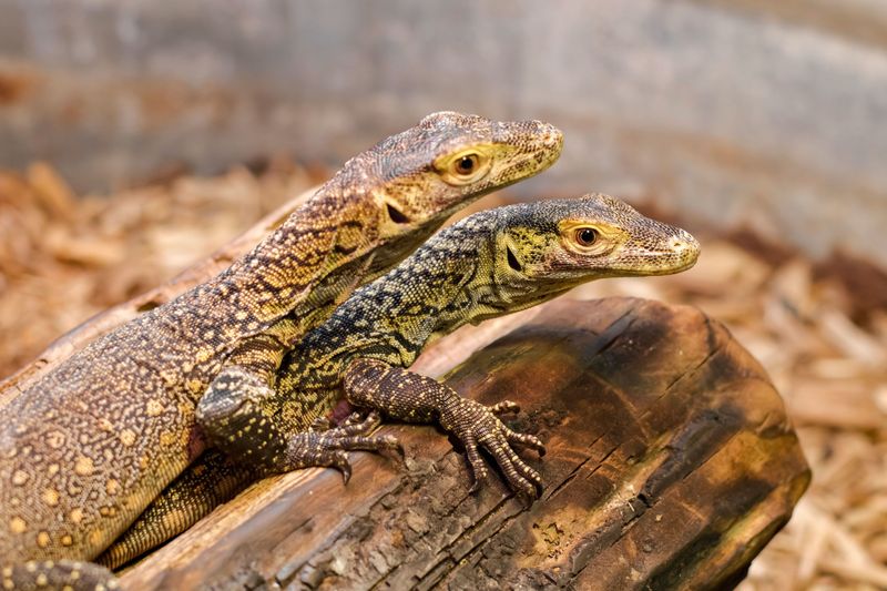 Komodo Dragon