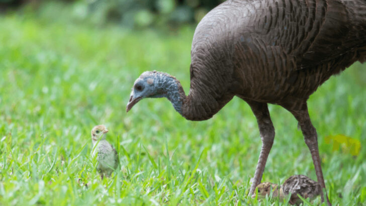 13 Animals That Can Reproduce Without Males—And Why It’s Not That Rare