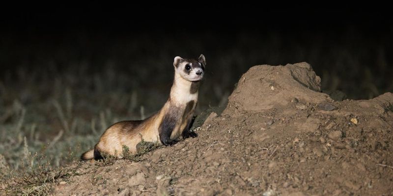 Black-Footed Ferret