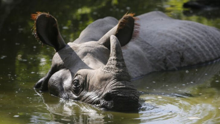 13 Animals That Made a Wild Comeback—And Where You Can Spot Them in 2025