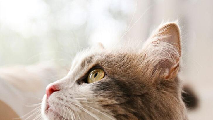 13 Animals With the Best Hearing in the Animal Kingdom