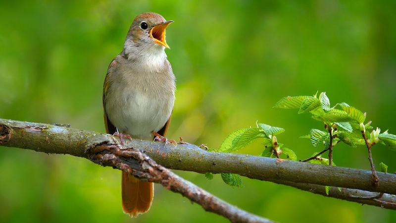 Nightingale