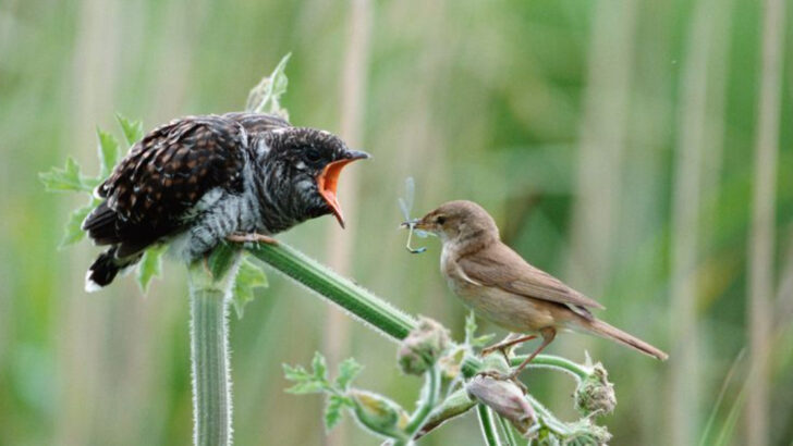 13 Birds Whose Songs Heal the Human Soul and 6 That Captivate Us Daily