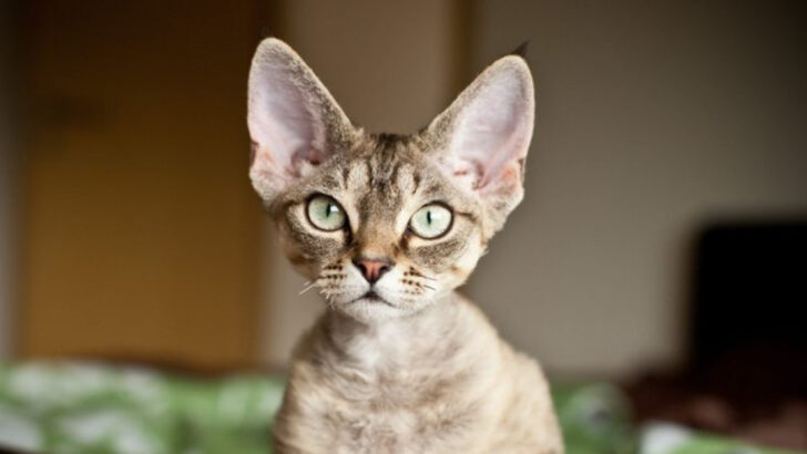 13 Cats So Intuitive It’s Like They’re Reading Your Soul