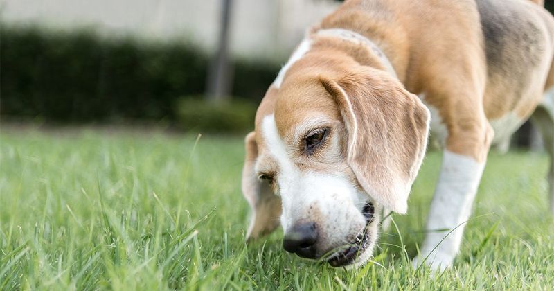 Myth 1: Dogs Eat Grass When They're Sick