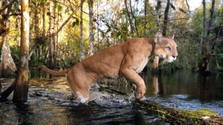 13 Creatures Lurking in Florida Swamps (And Which Ones to Avoid)