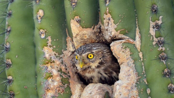 13 Desert Creatures Thriving in Nevada, Arizona, and Utah