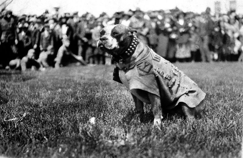 Sgt. Stubby (WWI)