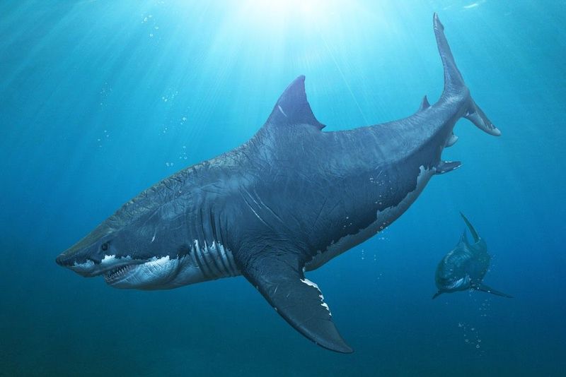 Megalodon Wasn’t Just Huge—It Was Built for Warm Waters