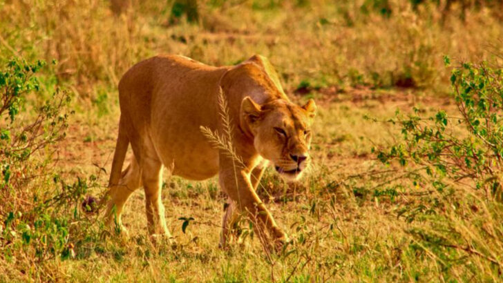 13 Fierce Female Animals Breaking All the Stereotypes