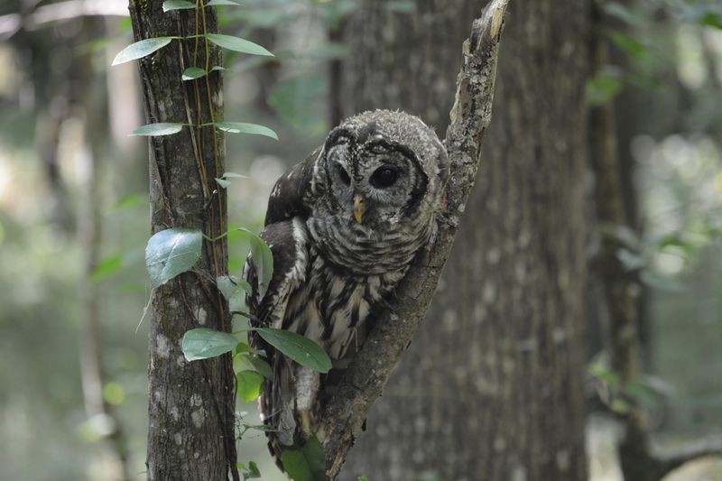 Barred Owl