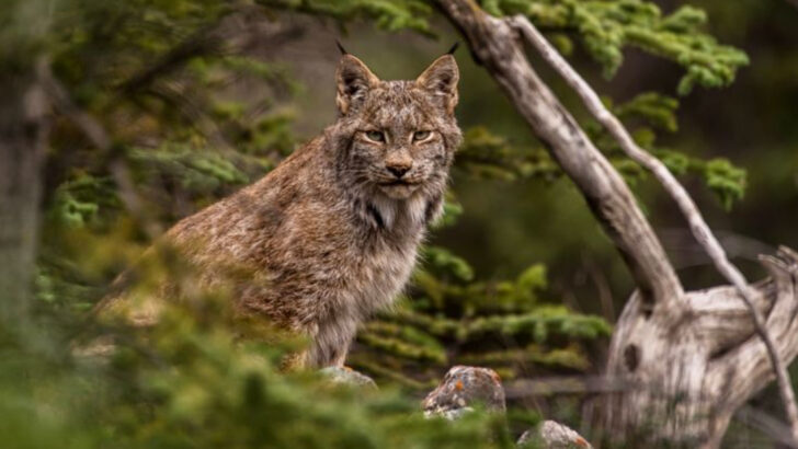 13 Lynx Facts You Didn’t Know—From Silent Feet to Deadly Teeth