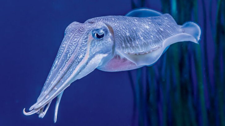 13 Mind-Blowing Cuttlefish Facts That Will Change How You See the Ocean