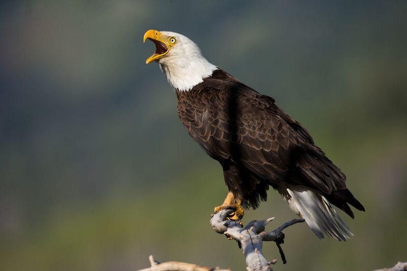 American Bald Eagle