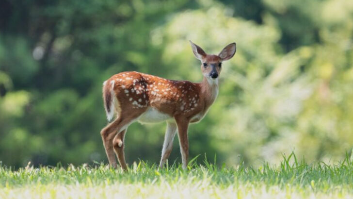 13 Must-See Animals at Gateway Arch National Park