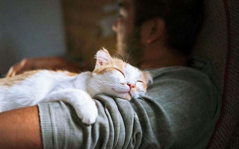 Purr Therapy