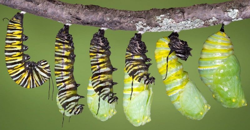 Molt Multiple Times