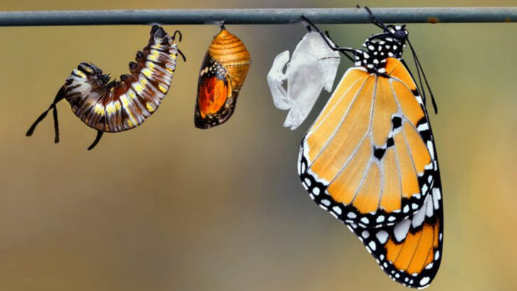 13 Surprising Facts About How Caterpillars Turn Into Butterflies