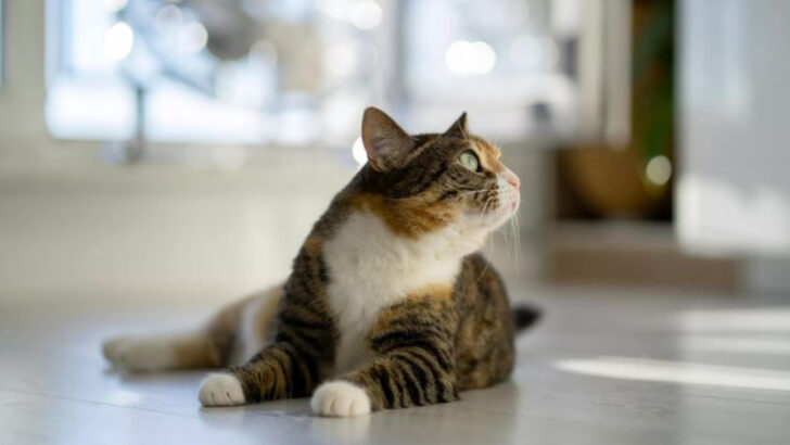 13 Things Cats Remember Forever (Yes, Even That Vet Visit)