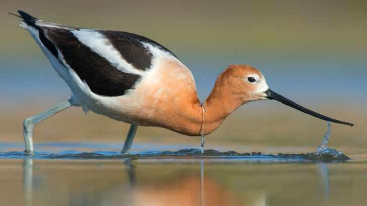 13 U.S. Birds Losing Habitat to Climate Change-And How You Can Help