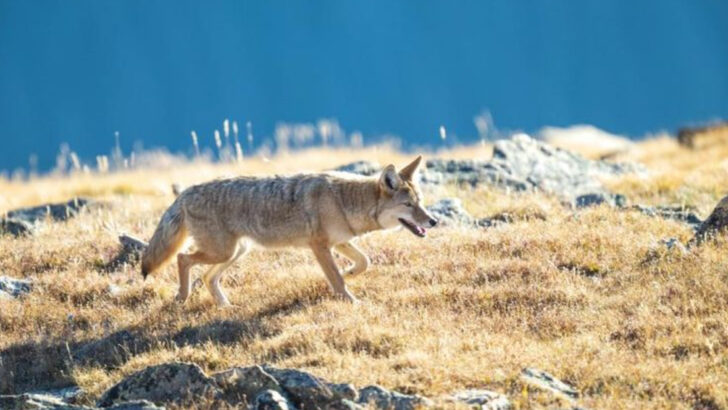 13 U.S. States Where Coyotes Are Expanding—and What That Means for You