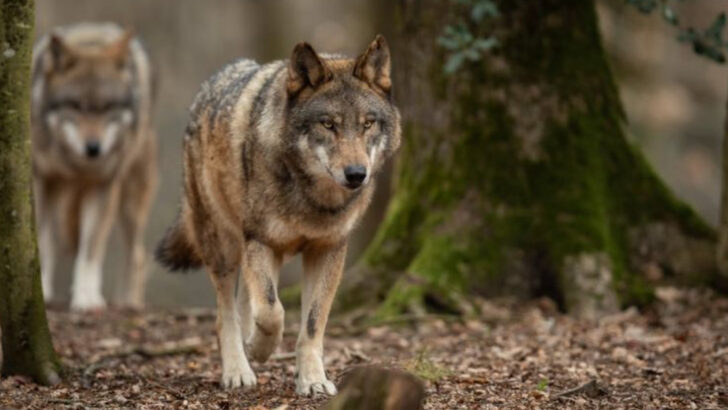 13 U.S. States Where Wolves Are Creeping Back—And People Are Divided About It