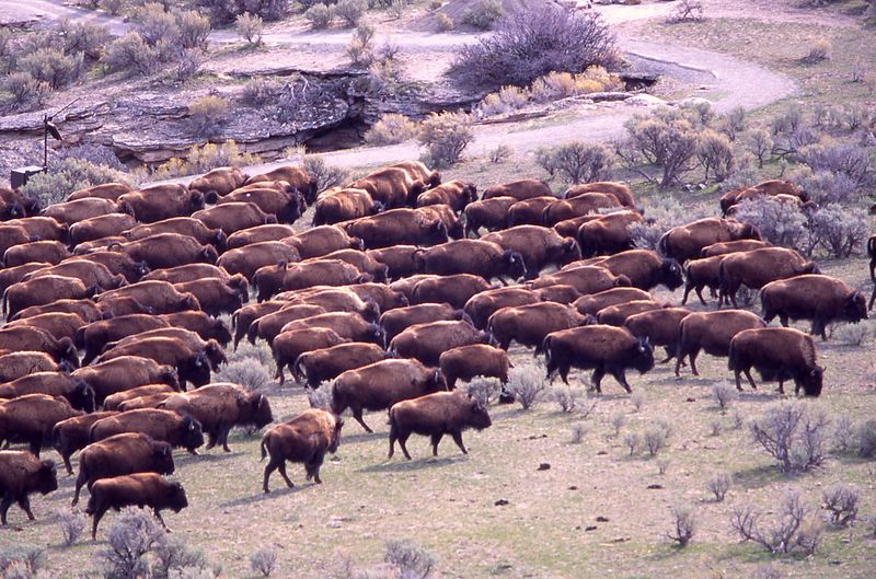 The Buffalo That Refused to Vanish